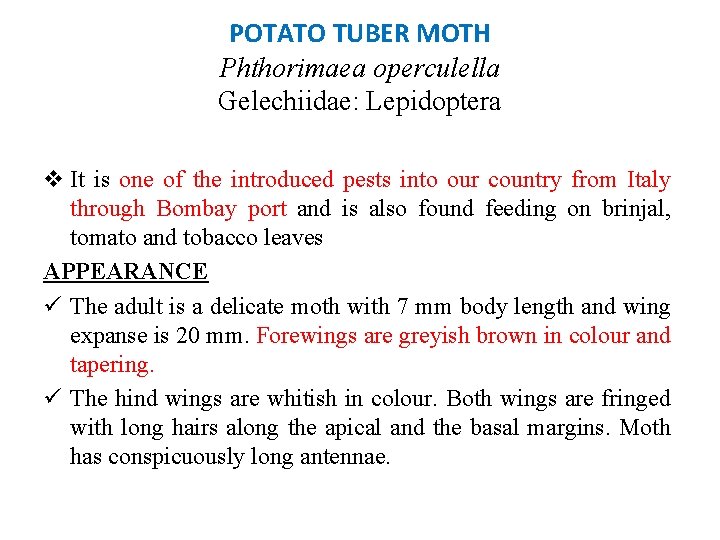 POTATO TUBER MOTH Phthorimaea operculella Gelechiidae: Lepidoptera v It is one of the introduced