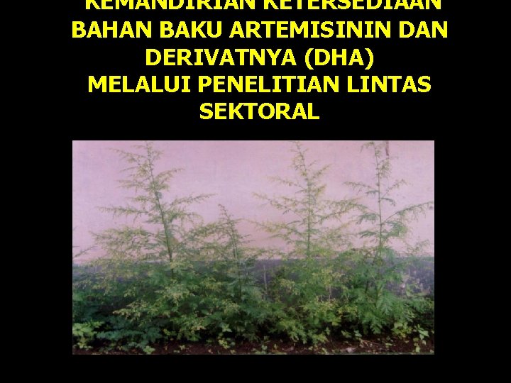 KEMANDIRIAN KETERSEDIAAN BAHAN BAKU ARTEMISININ DAN DERIVATNYA (DHA) MELALUI PENELITIAN LINTAS SEKTORAL 