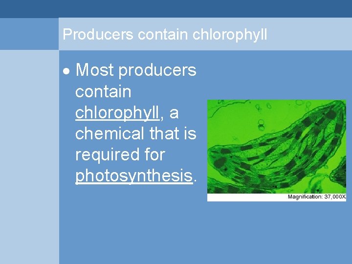 Producers contain chlorophyll Most producers contain chlorophyll, a chemical that is required for photosynthesis. Producers contain chlorophyll Most producers contain chlorophyll, a chemical that is required for photosynthesis.