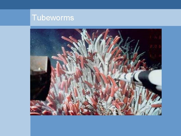 Tubeworms  Tubeworms