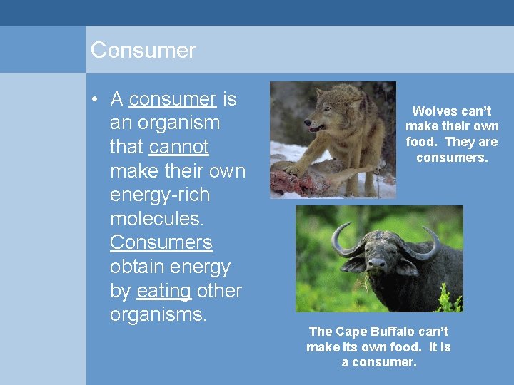 Consumer • A consumer is an organism that cannot make their own energy-rich molecules. Consumer • A consumer is an organism that cannot make their own energy-rich molecules.