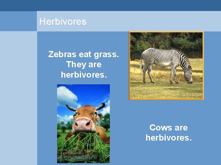 Herbivores Zebras eat grass. They are herbivores. Cows are herbivores.  Herbivores Zebras eat grass. They are herbivores. Cows are herbivores.