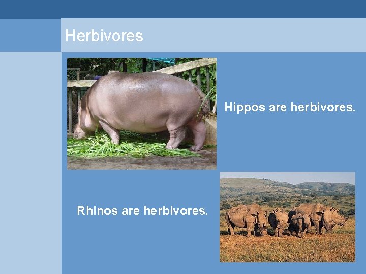 Herbivores Hippos are herbivores. Rhinos are herbivores.  Herbivores Hippos are herbivores. Rhinos are herbivores.