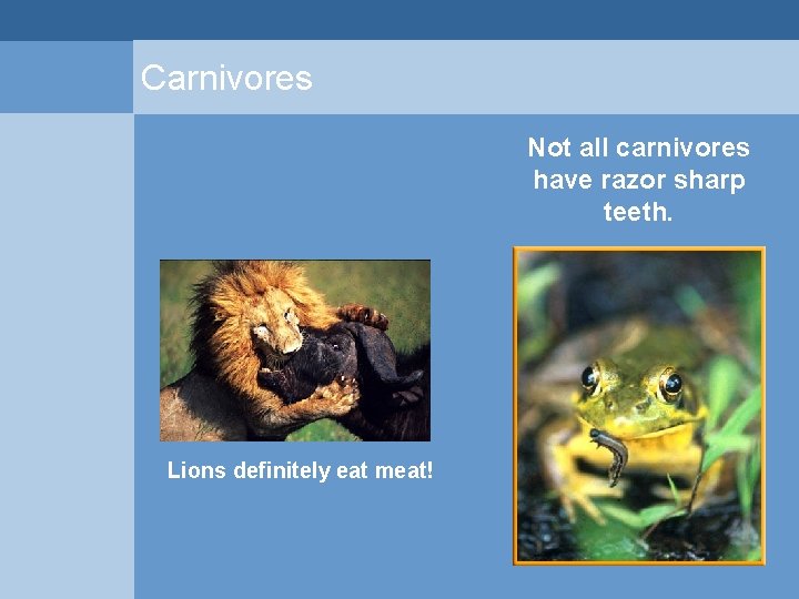 Carnivores Not all carnivores have razor sharp teeth. Lions definitely eat meat!  Carnivores Not all carnivores have razor sharp teeth. Lions definitely eat meat!