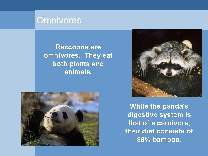 Omnivores Raccoons are omnivores. They eat both plants and animals. While the panda’s digestive Omnivores Raccoons are omnivores. They eat both plants and animals. While the panda’s digestive