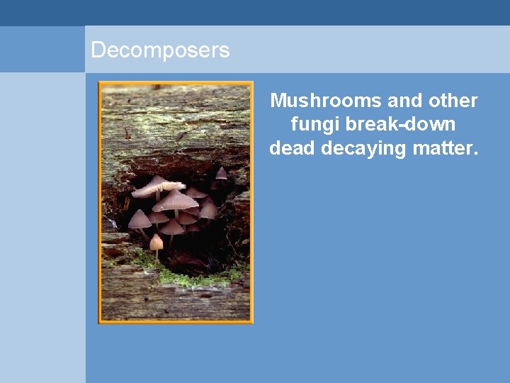 Decomposers Mushrooms and other fungi break-down dead decaying matter.  Decomposers Mushrooms and other fungi break-down dead decaying matter.
