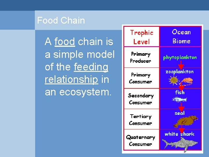 Food Chain A food chain is a simple model of the feeding relationship in Food Chain A food chain is a simple model of the feeding relationship in