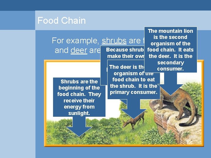 Food Chain The mountain lion is the second For example, shrubs are food for Food Chain The mountain lion is the second For example, shrubs are food for