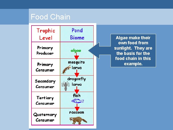 Food Chain Algae make their own food from sunlight. They are the basis for Food Chain Algae make their own food from sunlight. They are the basis for