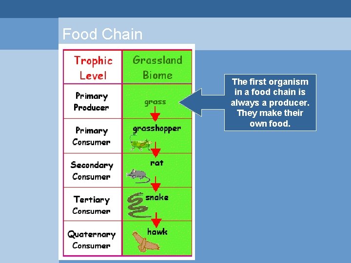 Food Chain The first organism in a food chain is always a producer. They Food Chain The first organism in a food chain is always a producer. They