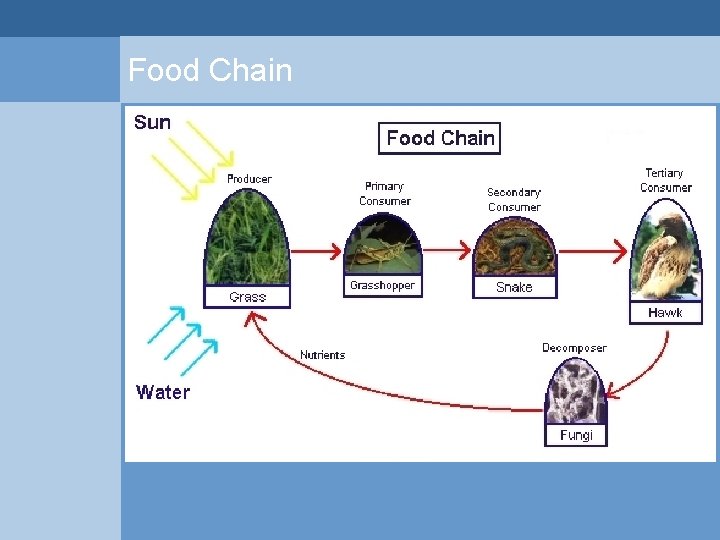Food Chain  Food Chain