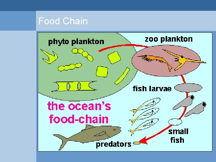 Food Chain  Food Chain