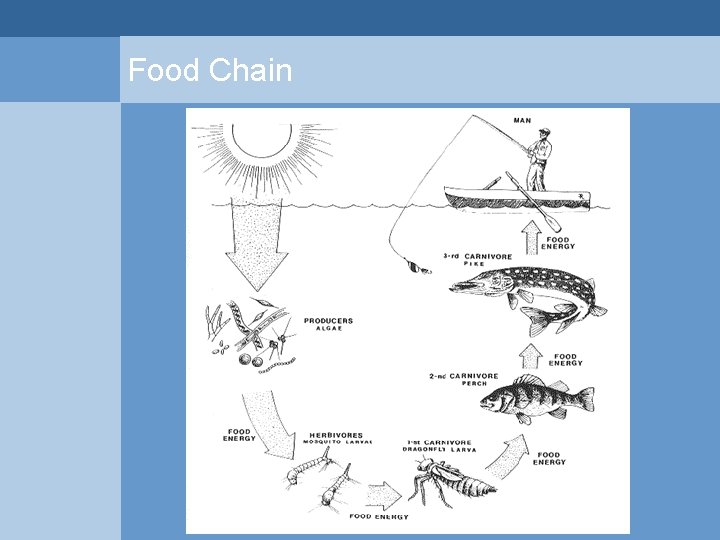 Food Chain  Food Chain