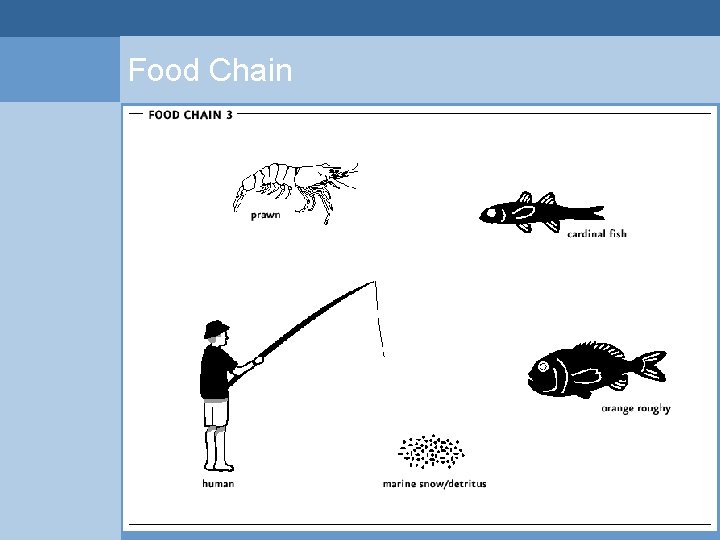 Food Chain  Food Chain