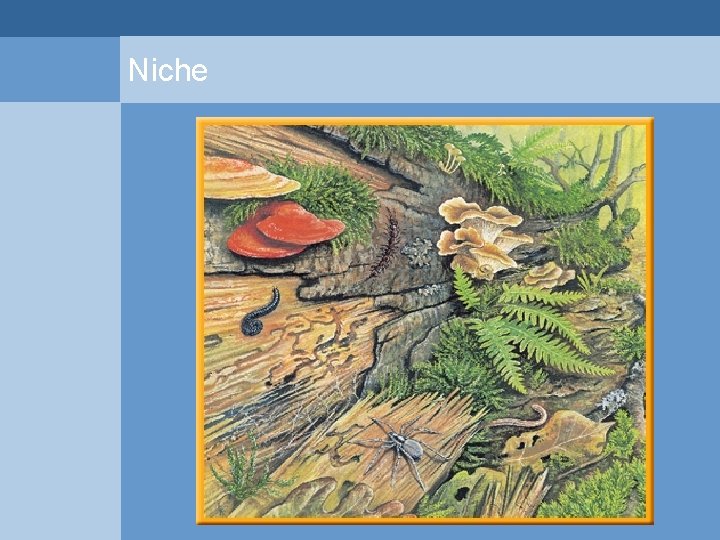 Niche  Niche