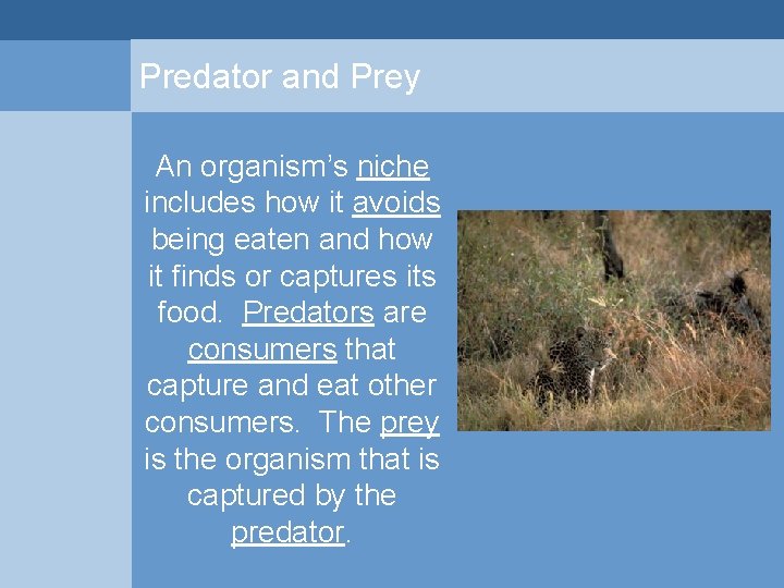 Predator and Prey An organism’s niche includes how it avoids being eaten and how Predator and Prey An organism’s niche includes how it avoids being eaten and how
