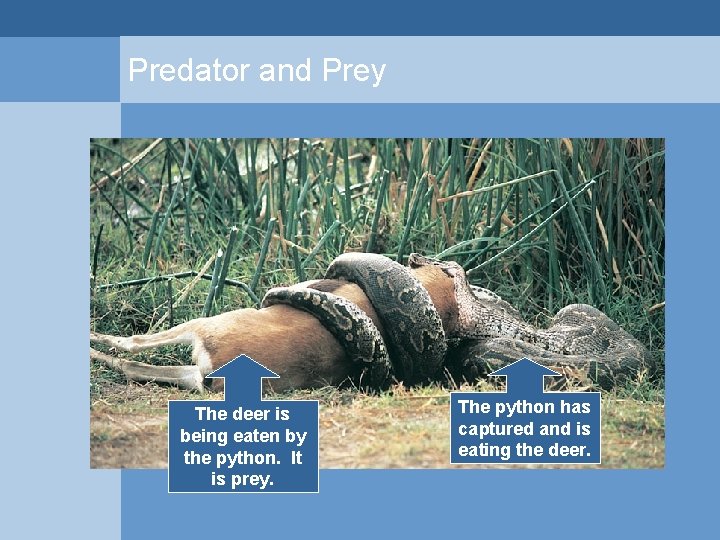 Predator and Prey The deer is being eaten by the python. It is prey. Predator and Prey The deer is being eaten by the python. It is prey.