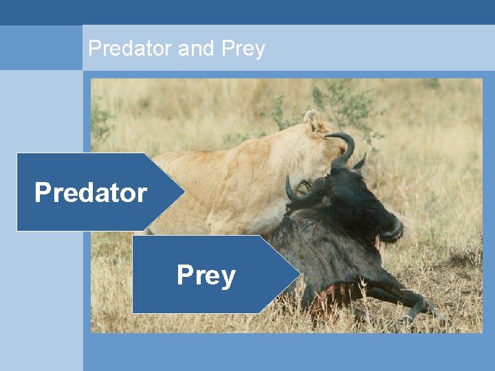 Predator and Prey Predator Prey  Predator and Prey Predator Prey