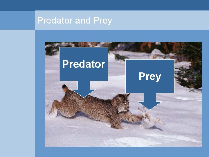 Predator and Prey Predator Prey  Predator and Prey Predator Prey