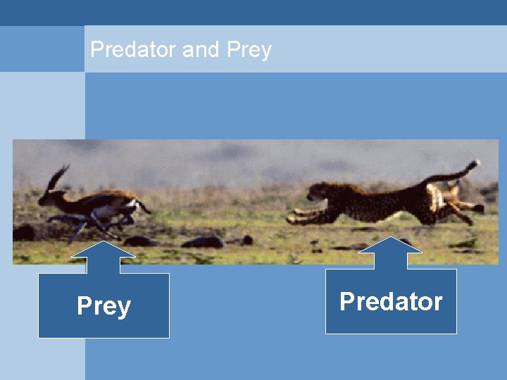 Predator and Prey Predator  Predator and Prey Predator