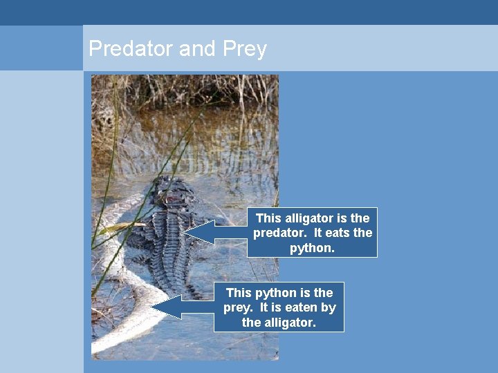 Predator and Prey This alligator is the predator. It eats the python. This python Predator and Prey This alligator is the predator. It eats the python. This python