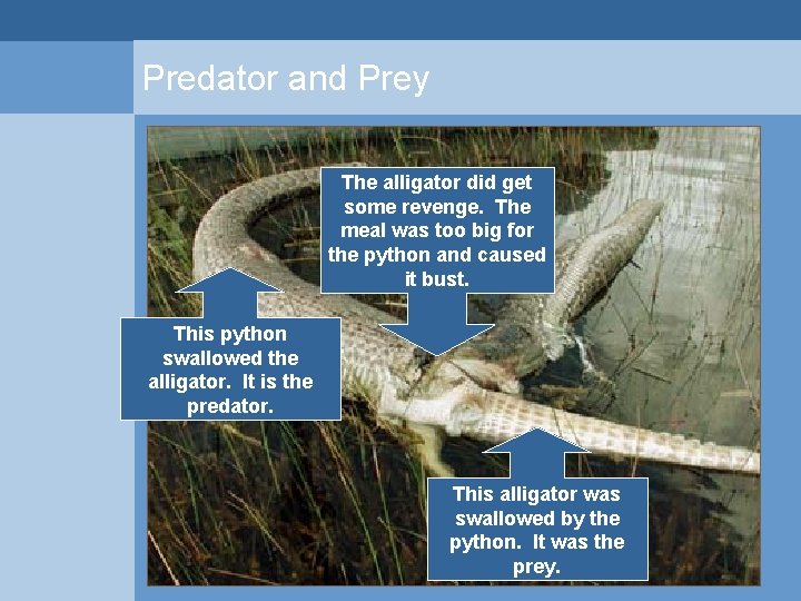 Predator and Prey The alligator did get some revenge. The meal was too big Predator and Prey The alligator did get some revenge. The meal was too big
