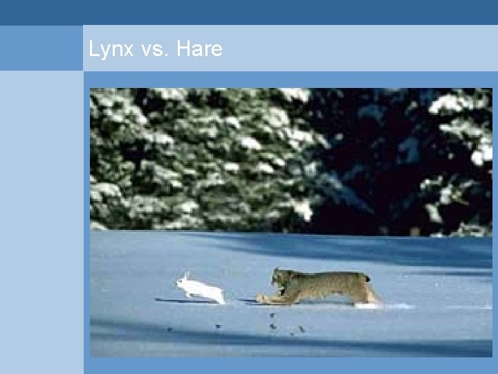 Lynx vs. Hare  Lynx vs. Hare