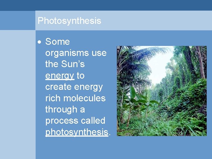 Photosynthesis Some organisms use the Sun’s energy to create energy rich molecules through a Photosynthesis Some organisms use the Sun’s energy to create energy rich molecules through a