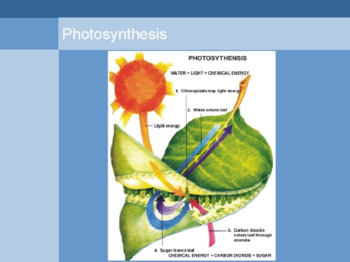 Photosynthesis  Photosynthesis