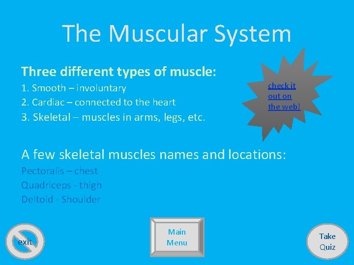The Muscular System Three different types of muscle: 1. Smooth – involuntary 2. Cardiac