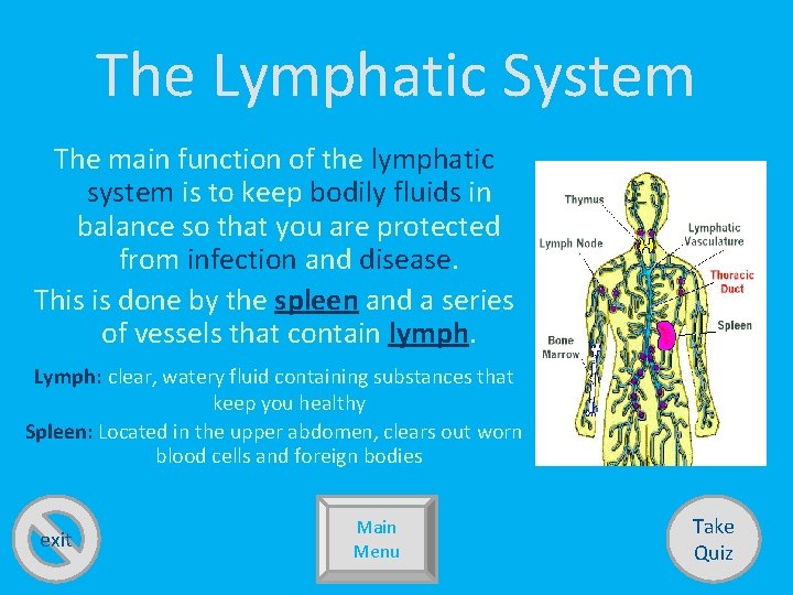 The Lymphatic System The main function of the lymphatic system is to keep bodily