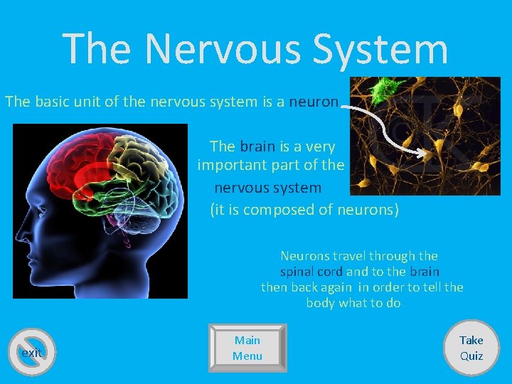 The Nervous System The basic unit of the nervous system is a neuron The