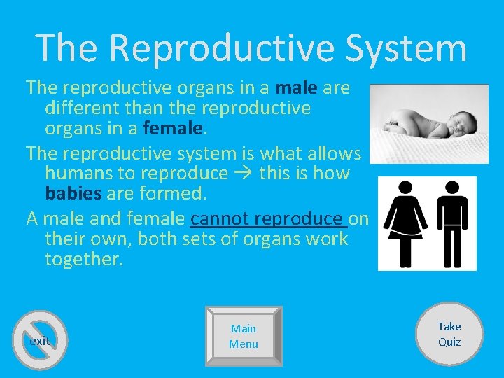 The Reproductive System The reproductive organs in a male are different than the reproductive