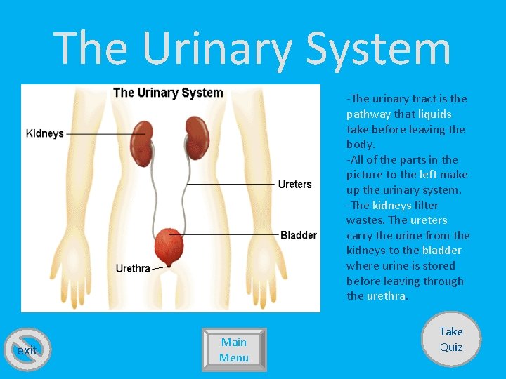 The Urinary System -The urinary tract is the pathway that liquids take before leaving