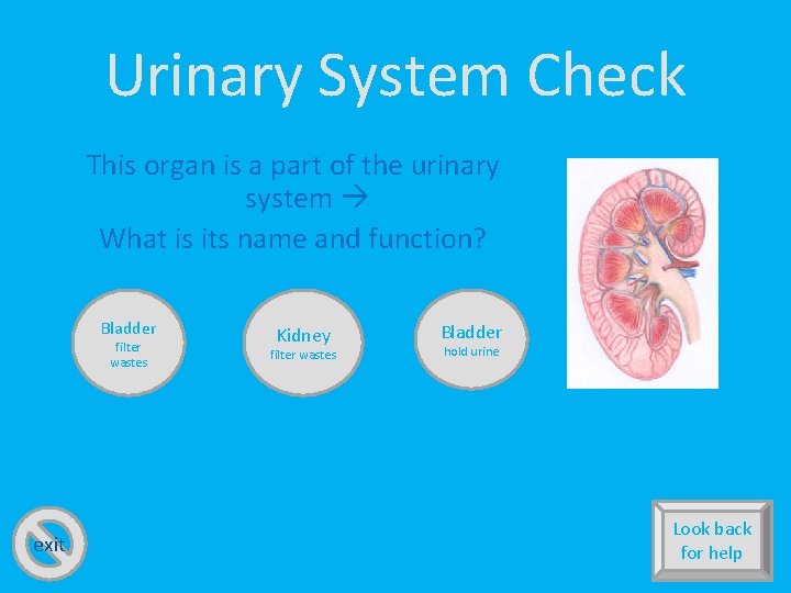 Urinary System Check This organ is a part of the urinary system What is