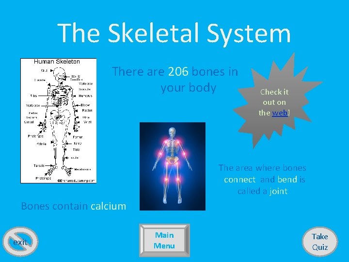 The Skeletal System There are 206 bones in your body Check it out on