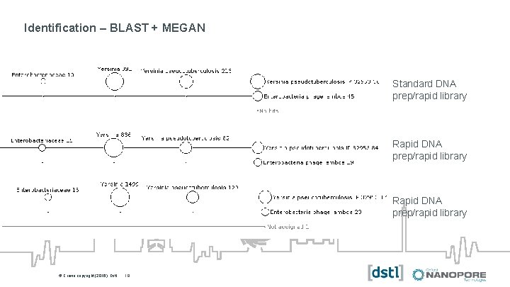Identification – BLAST + MEGAN Standard DNA prep/rapid library Rapid DNA prep/rapid library ©