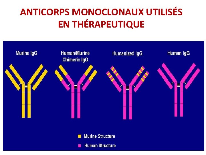 ANTICORPS MONOCLONAUX UTILISÉS EN THÉRAPEUTIQUE 