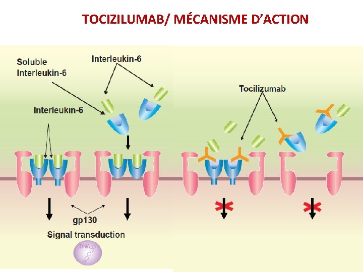 TOCIZILUMAB/ MÉCANISME D’ACTION 