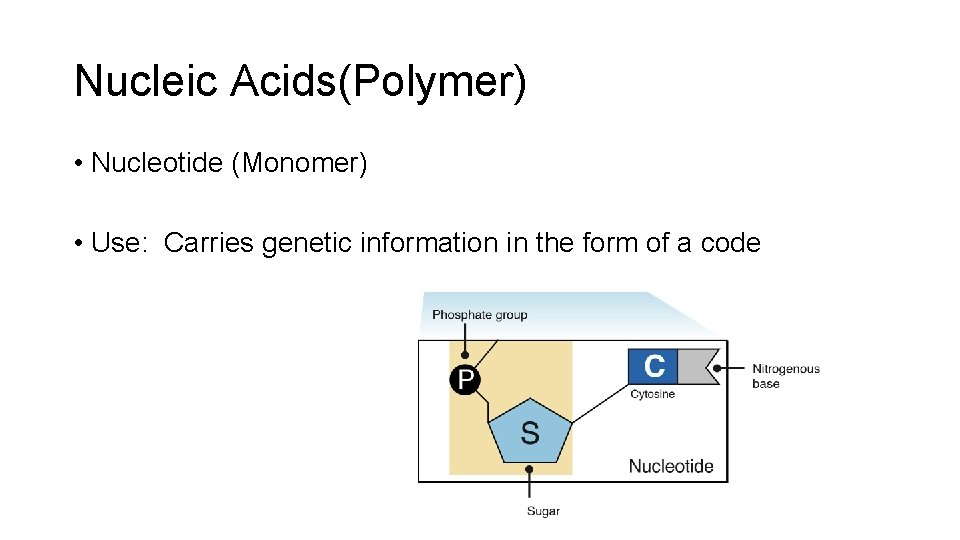 Nucleic Acids(Polymer) • Nucleotide (Monomer) • Use: Carries genetic information in the form of