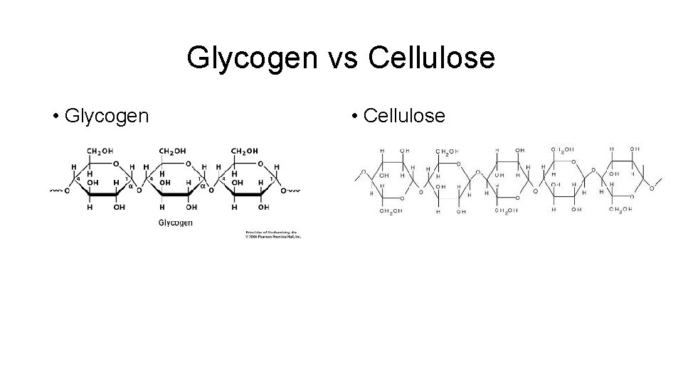 Glycogen vs Cellulose • Glycogen • Cellulose 