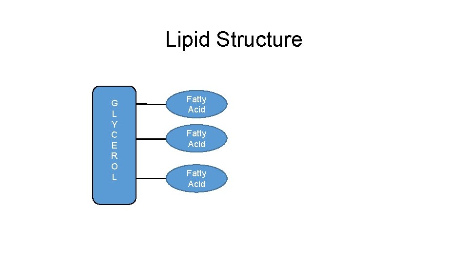 Lipid Structure G L Y C E R O L Fatty Acid 