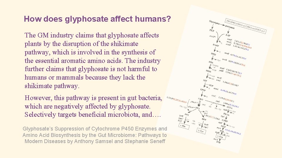 How does glyphosate affect humans? The GM industry claims that glyphosate affects plants by