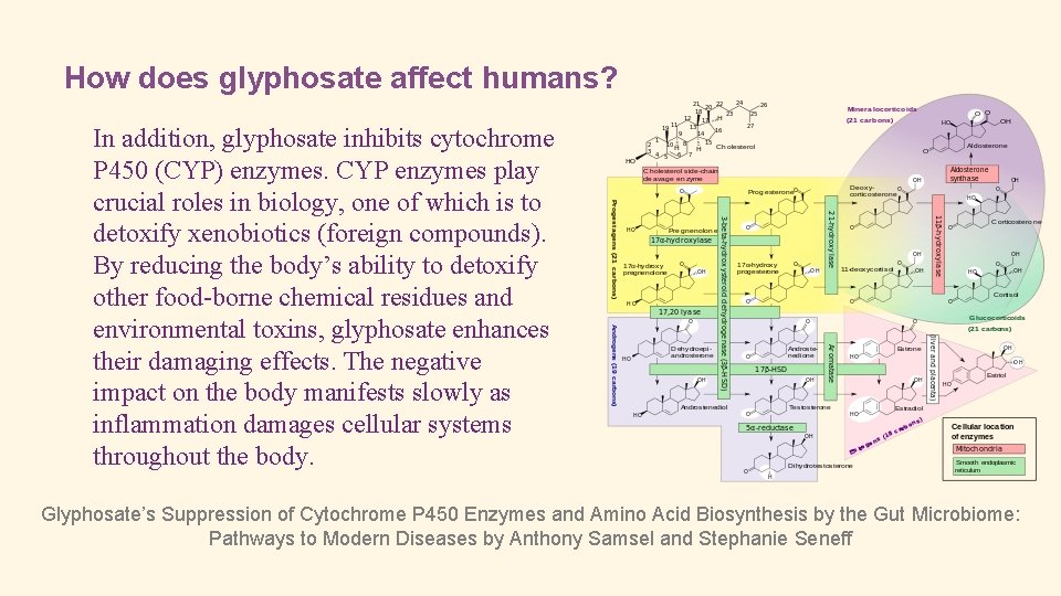 How does glyphosate affect humans? In addition, glyphosate inhibits cytochrome P 450 (CYP) enzymes.