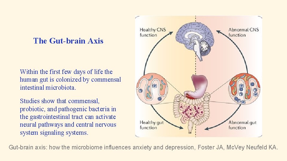 The Gut-brain Axis Within the first few days of life the human gut is