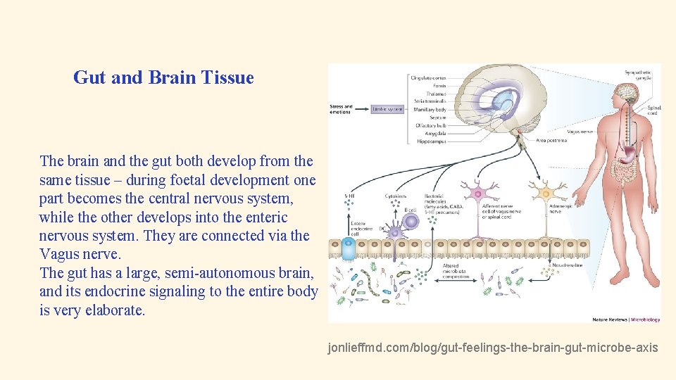 Gut and Brain Tissue The brain and the gut both develop from the same