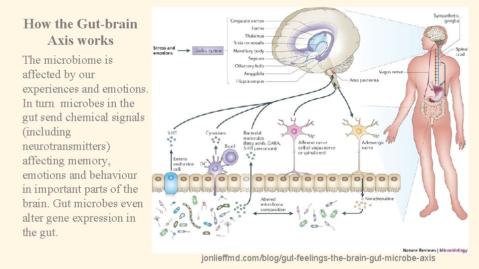 How the Gut-brain Axis works The microbiome is affected by our experiences and emotions.