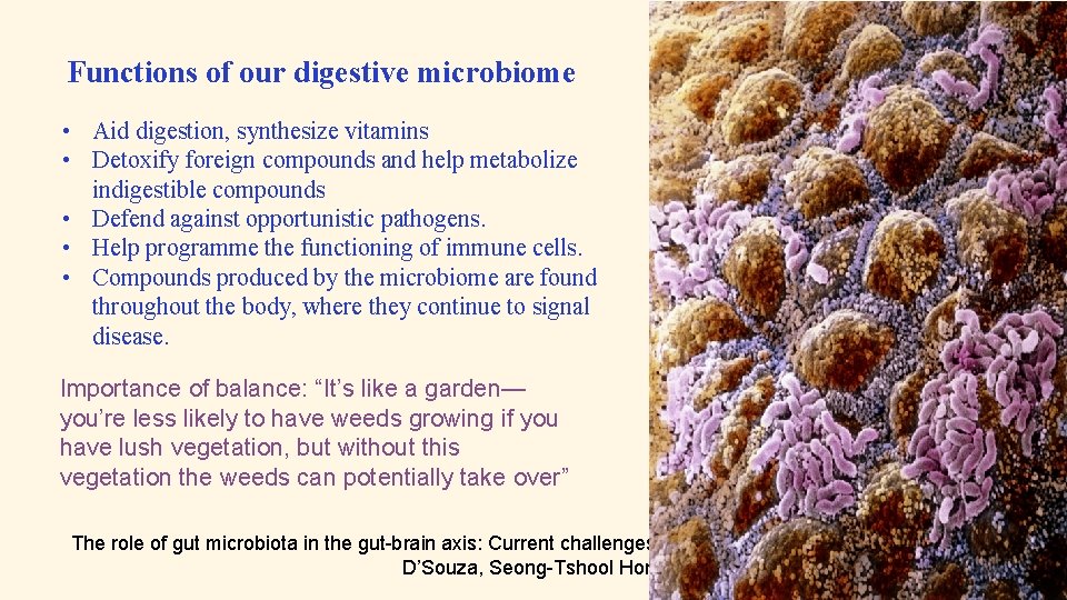 Functions of our digestive microbiome • Aid digestion, synthesize vitamins • Detoxify foreign compounds