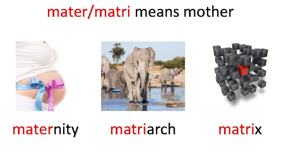 mater/matri means mother maternity matriarch matrix 