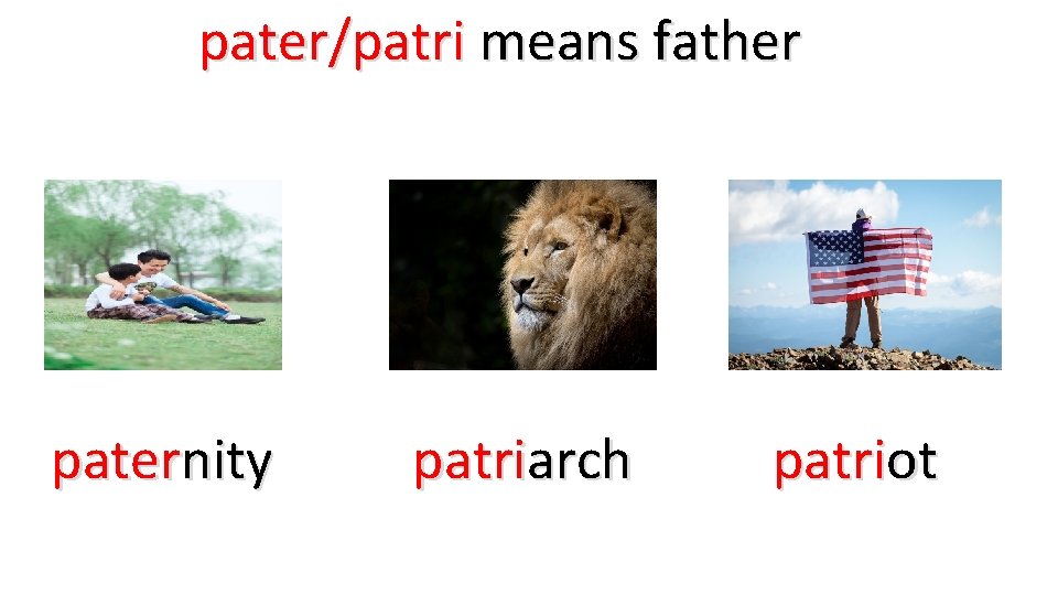 pater/patri means father paternity patriarch patriot 